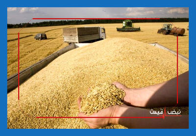  فوری در بازار گندم؛ قیمت خرید تضمینی و نرخ گندم آزاد امروز چه شد؟ | دوشنبه ۱۱ خرداد ۱۴۰۵